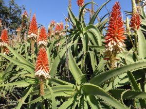 Aloe Arborescens foto