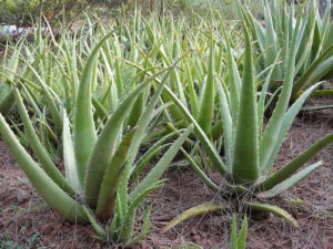 Aloe Barbadensis miller