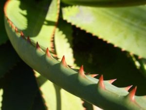 Aloe Ferox foglie